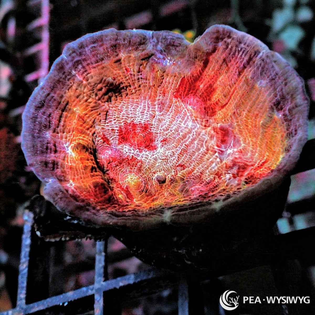 Class Clown Chalice Cup Echinophyllia aspera WYSIWYG Premium Frag with red orange pink cream coloration and textured cup shaped growth