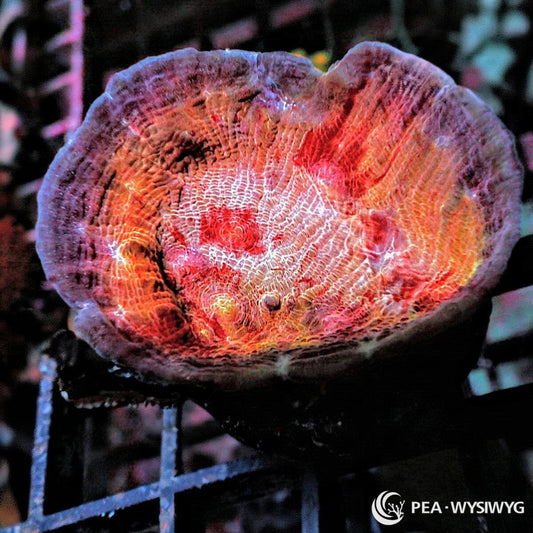 Class Clown Chalice Cup Echinophyllia aspera WYSIWYG Premium Frag with red orange pink cream coloration and textured cup shaped growth