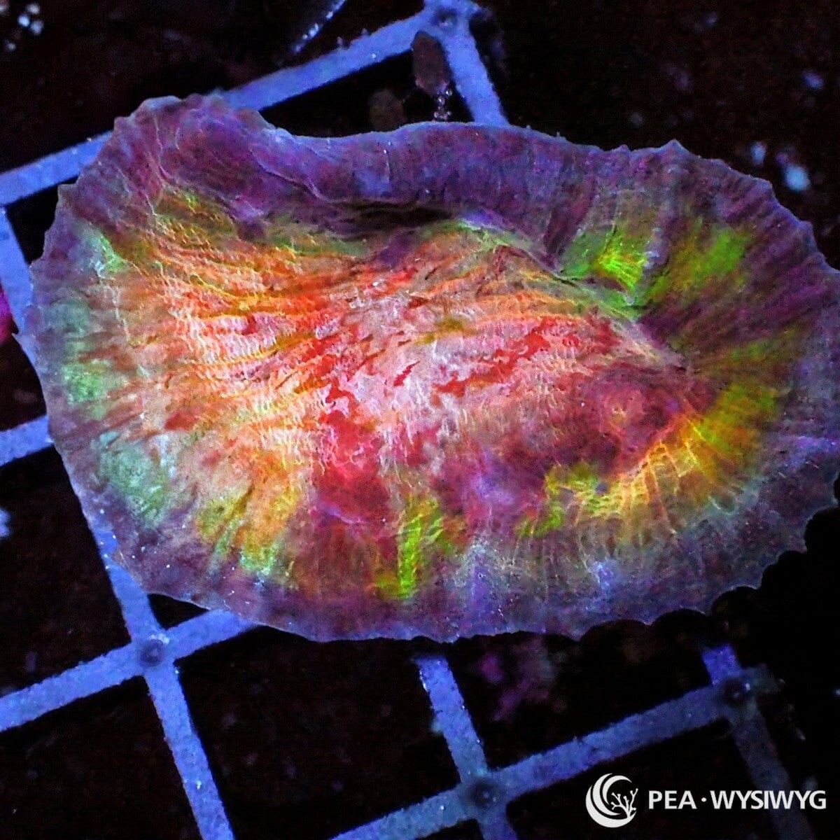 Class Clown Chalice Echinophyllia sp. WYSIWYG LPS coral frag with red orange green gold and purple multi color tissue