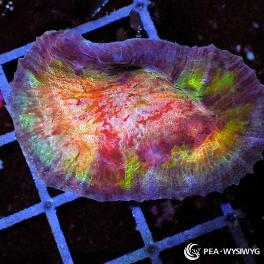 Class Clown Chalice Echinophyllia sp. WYSIWYG LPS coral frag with red orange green gold and purple multi color tissue