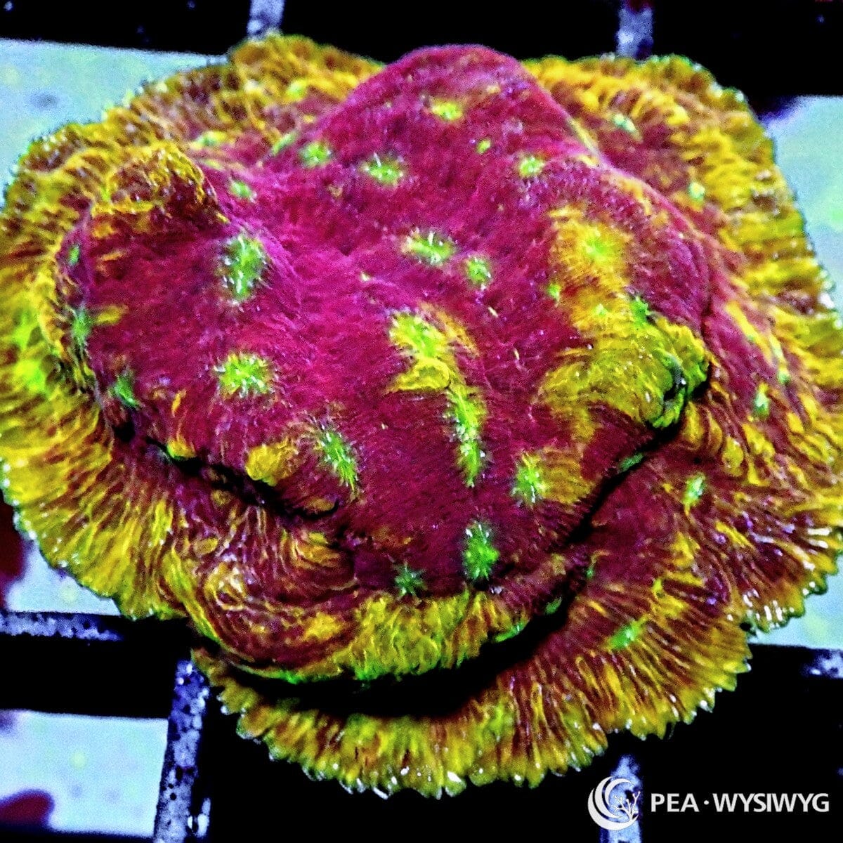 Clepto Leptoseris Leptoseris sp. WYSIWYG coral frag with magenta red tissue, yellow gold rim highlights, green eyes, and fine ridged plating texture