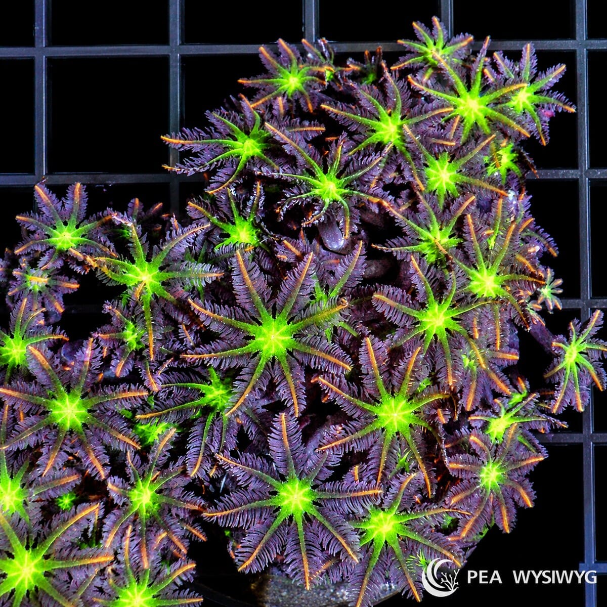 Fireworks Clove Polyps soft coral colony WYSIWYG with bright green centers and purple tentacles