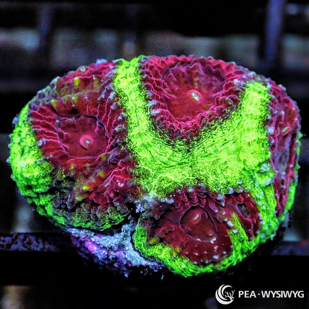 Clown Nose Favia LPS coral with bright green and red coloration, WYSIWYG under $25 coral frag from Pacific East Aquaculture