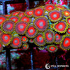 Clown Nose Zoanthids WYSIWYG aquacultured coral from Pacific East Aquaculture