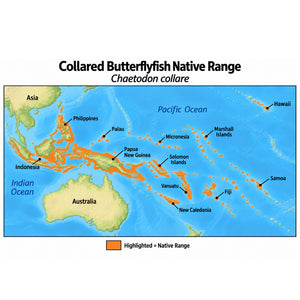 Collared Butterflyfish (Chaetodon collare) native range map highlighting its Indo-Pacific distribution in orange, including Indonesia, the Philippines, Papua New Guinea, and western and central Pacific island regions.