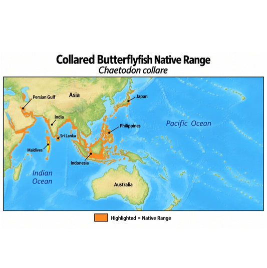 Collared Butterflyfish (Chaetodon collare) native range map highlighting its Indo-Pacific distribution in orange, including Indonesia, the Philippines, Papua New Guinea, and western and central Pacific island regions.