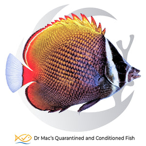 Collared Butterflyfish Chaetodon collare with dark patterned body, broad white facial collar, red-orange rear body and pale tail