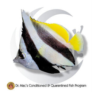 Schooling Bannerfish (Heniochus diphreutes) saltwater aquarium fish with black and white bands, yellow accents, long banner-like dorsal fin, and active schooling behavior