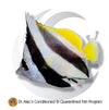 Conditioned and quarantined Schooling Bannerfish (Heniochus diphreutes) reef safe saltwater fish with black and white vertical bands and yellow dorsal fin.