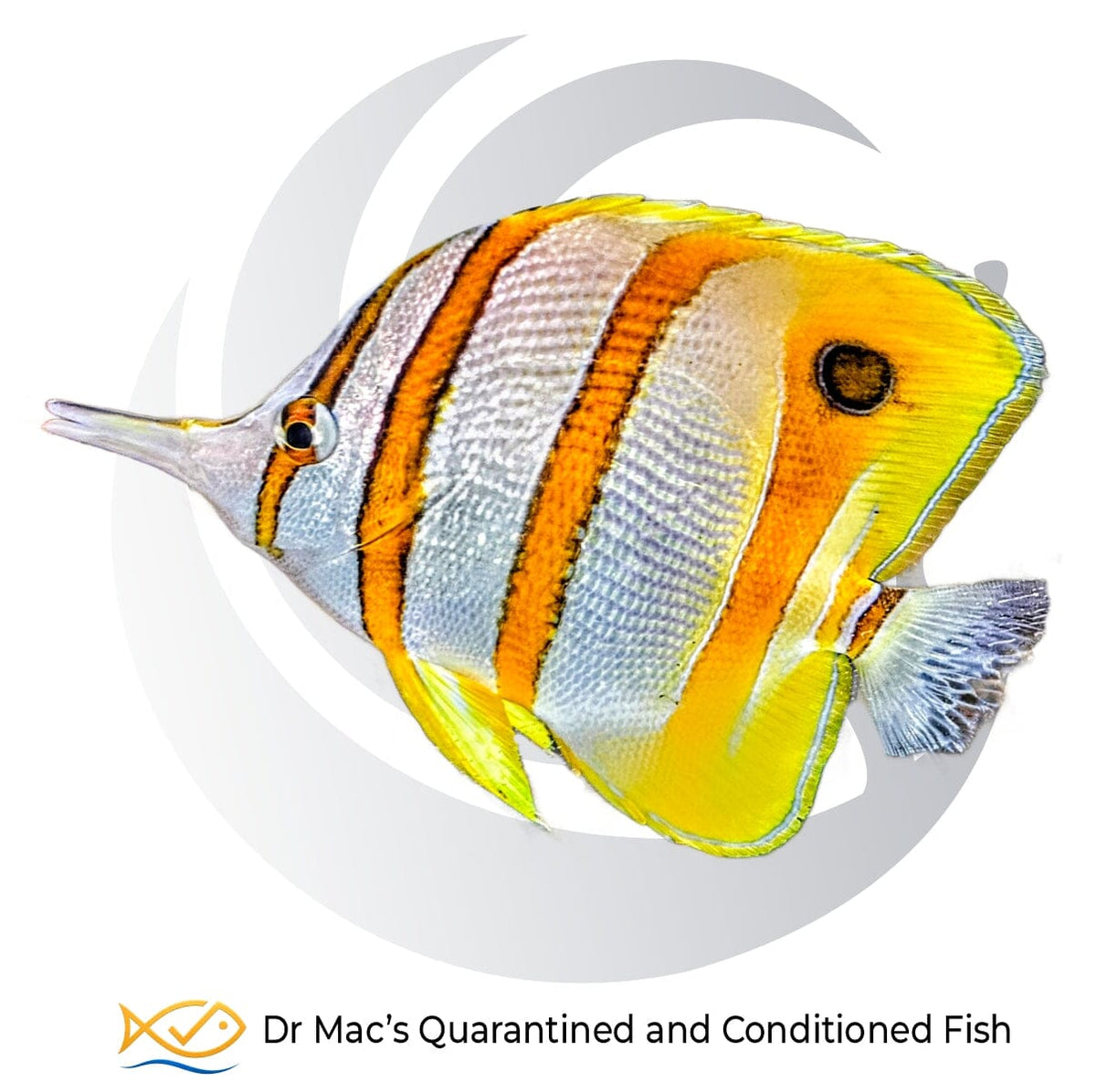 Conditioned and quarantined Copperband Butterflyfish Chelmon rostratus from Indonesia with orange bands and elongated snout