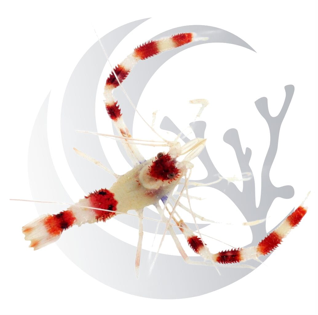 Coral Banded Shrimp (Stenopus hispidus), opportunistic scavenger, medium saltwater aquarium invert