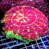 Coral Colony - Acanthophyllia Red with Green Rim (WYSIWYG)