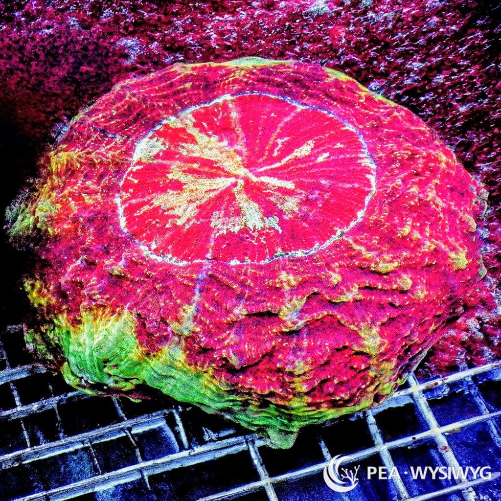 Coral Colony - Acanthophyllia Red with Green Rim (WYSIWYG)