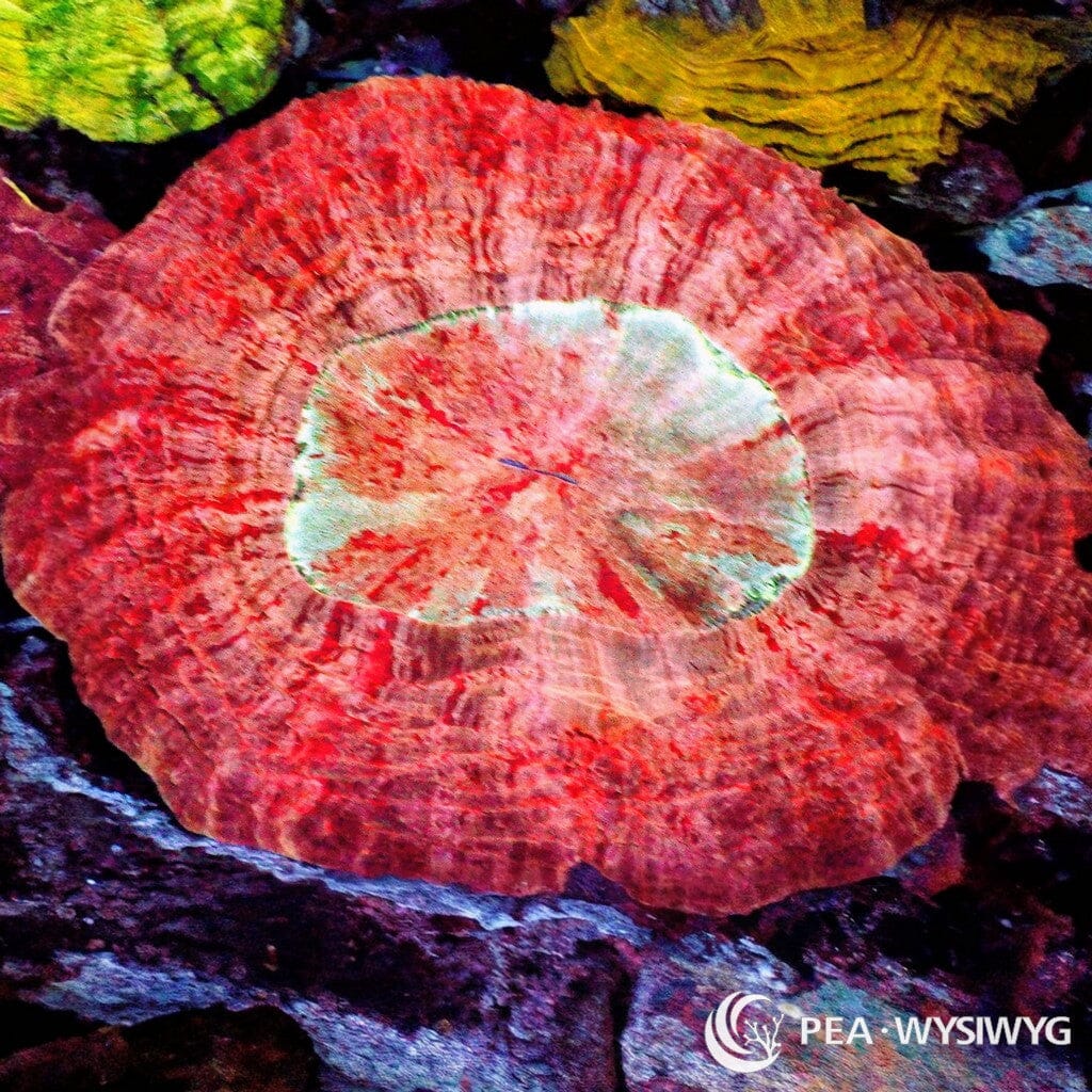 Acanthophyllia Coral Colony red 