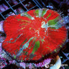 Coral Colony - Australomussa - Rainbow (WYSIWYG)