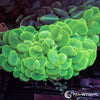Coral Colony - Bubble - Bright Green (WYSIWYG)