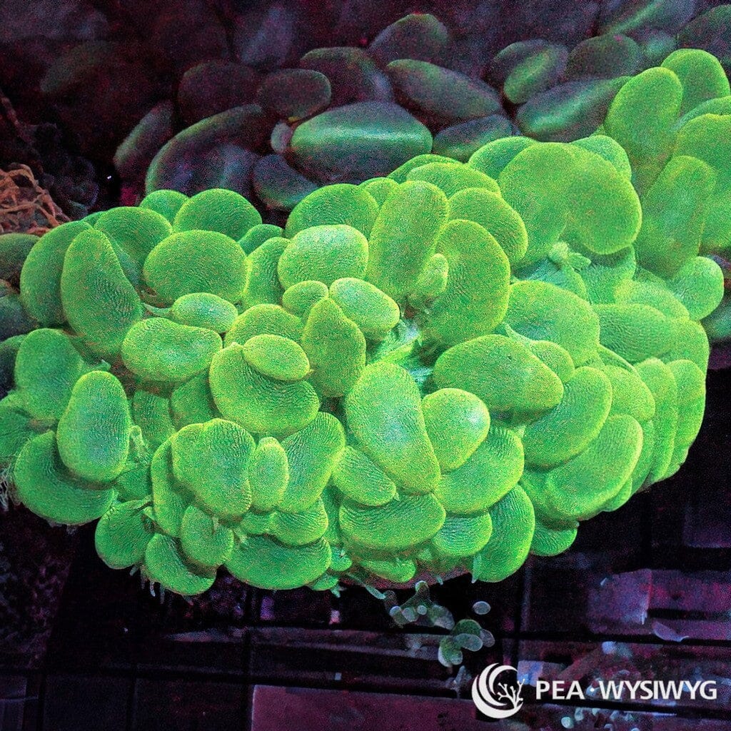 Coral Colony - Bubble - Bright Green (WYSIWYG)