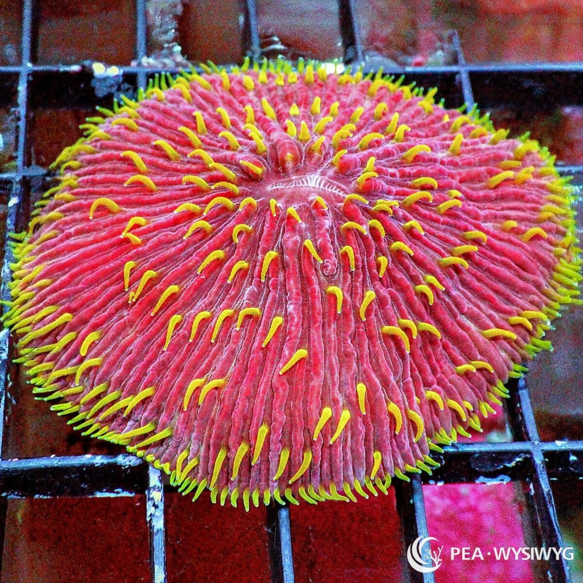 coral-colonies-LPS-Fungia-Yellow-Polyp-Red-2inches-wysiwyg-aquacultured-pea