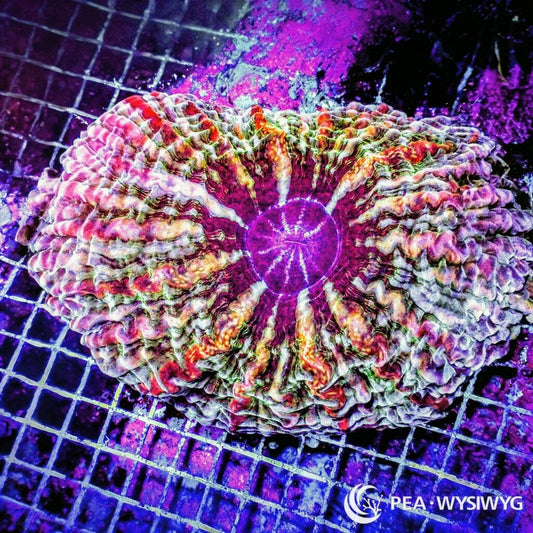 Coral Colony - Indophyllia - Rainbow (WYSIWYG)