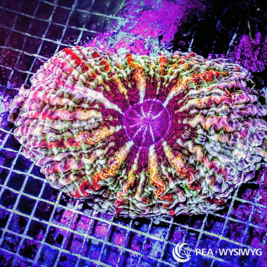 Coral Colony - Indophyllia - Rainbow (WYSIWYG)