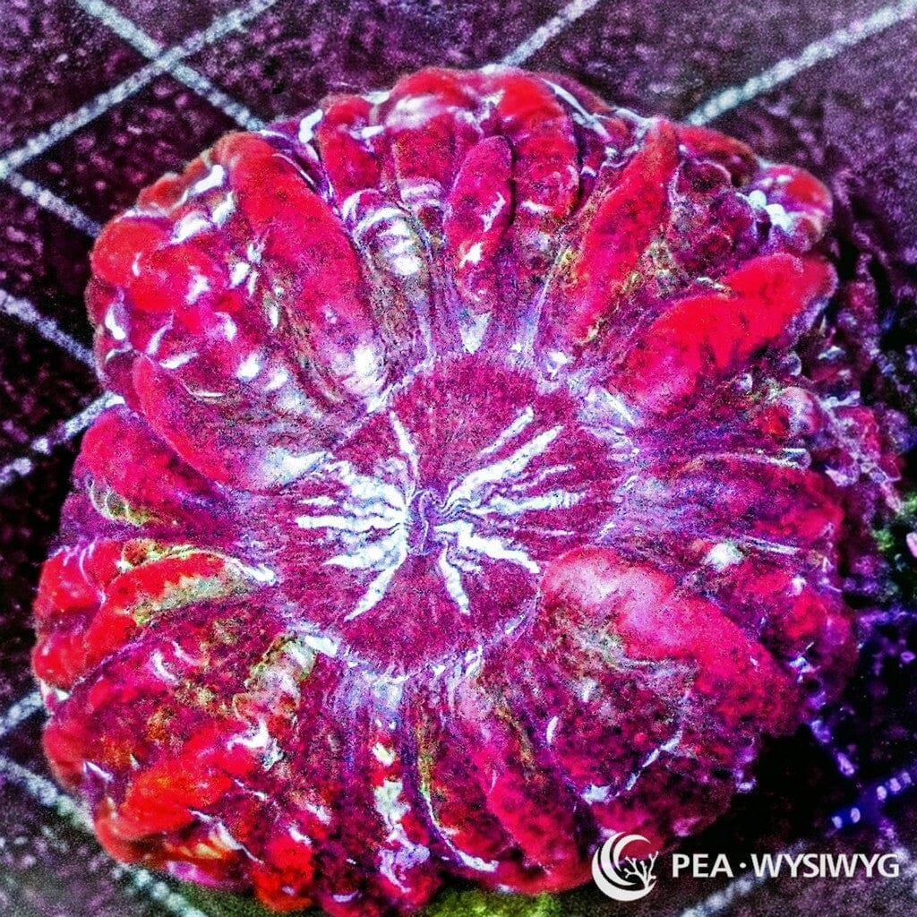 Coral Colony - Indophyllia - Red WYSIWYG