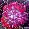 Coral Colony - Indophyllia - Red WYSIWYG