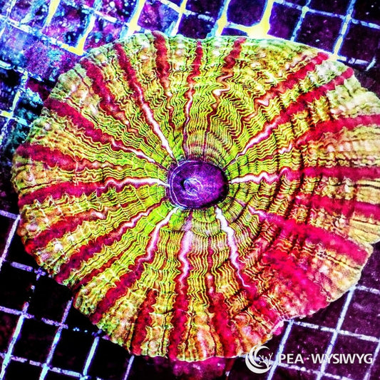 Coral Colony - Indophyllia - Red Striped (WYSIWYG)