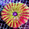 Coral Colony - Indophyllia - Red Striped (WYSIWYG)