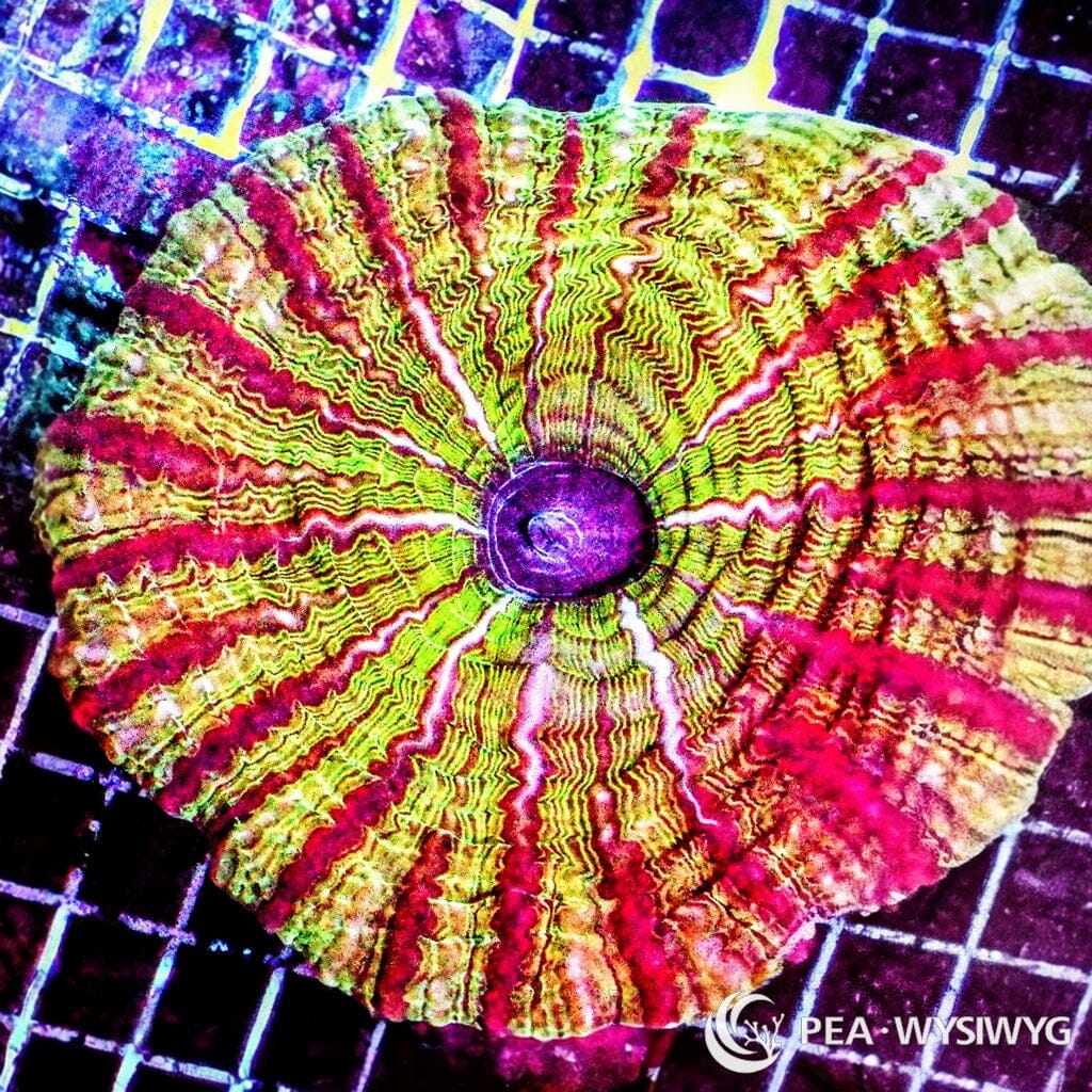 Coral Colony - Indophyllia - Red Striped (WYSIWYG)