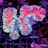Coral Colony - Lobophyllia - Fire Mouth (WYSIWYG)