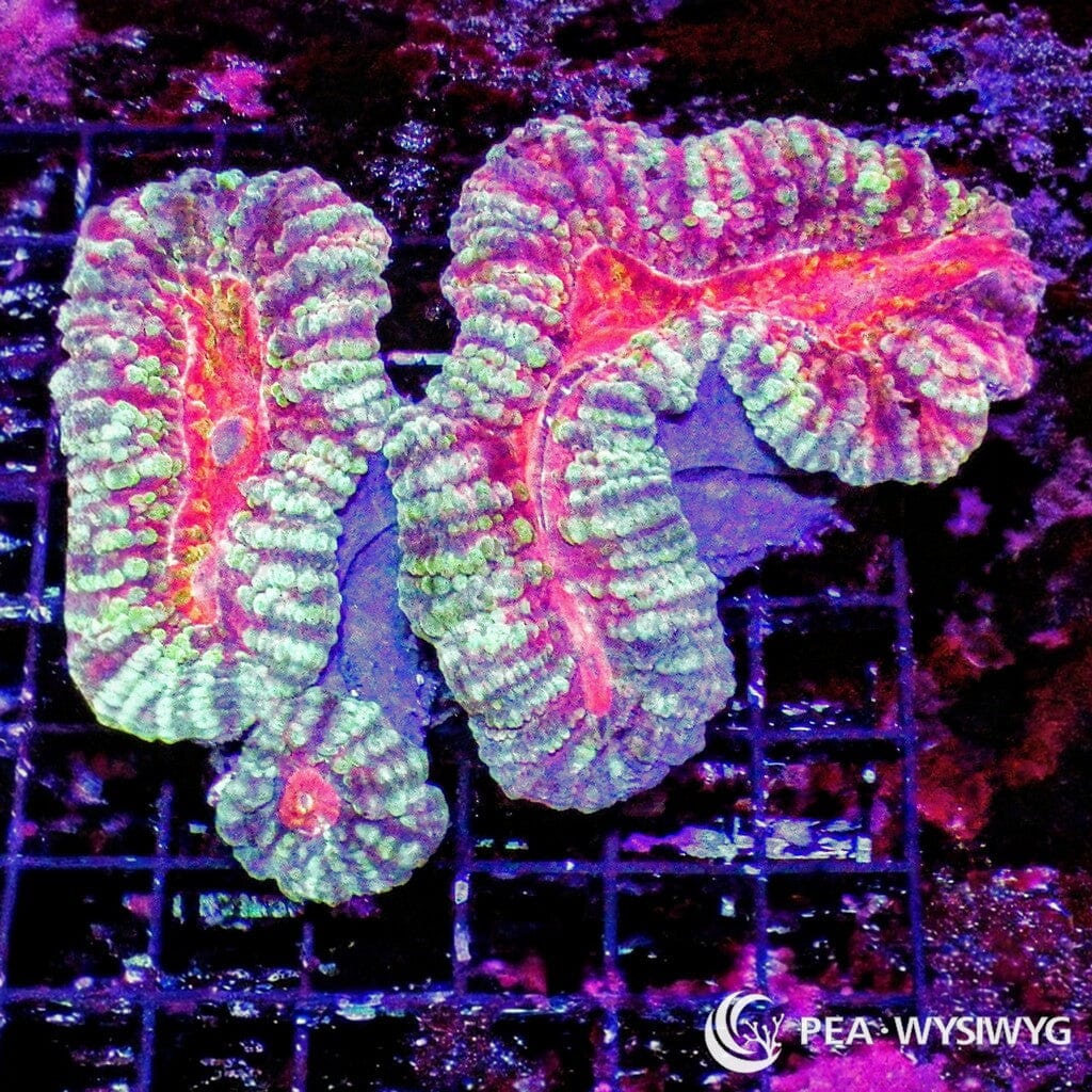 Coral Colony - Lobophyllia - Fire Mouth (WYSIWYG)