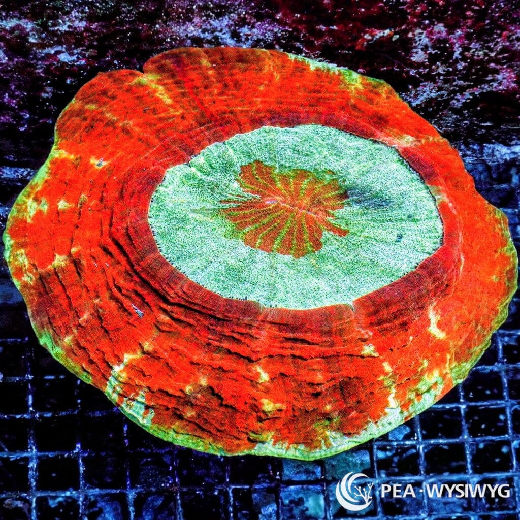 Coral Colony - Acanthophyllia - Lime Red Rim Teal Center (WYSIWYG)