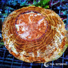 Coral Colony - Acanthophyllia - Burnt Orange (WYSIWYG)