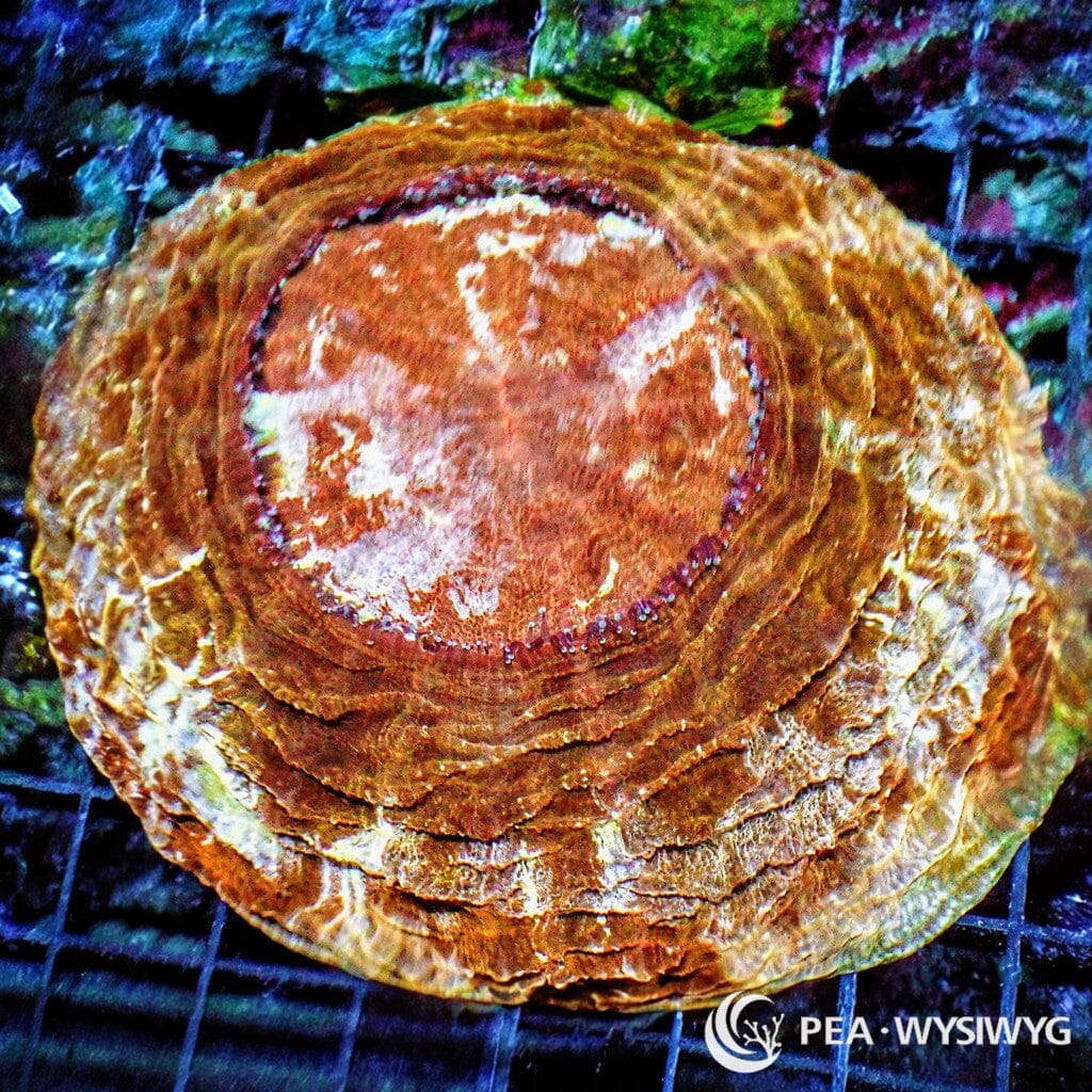 Coral Colony - Acanthophyllia - Burnt Orange (WYSIWYG)