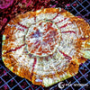 Coral Colony - Acanthophyllia - Frosted Orange (WYSIWYG)