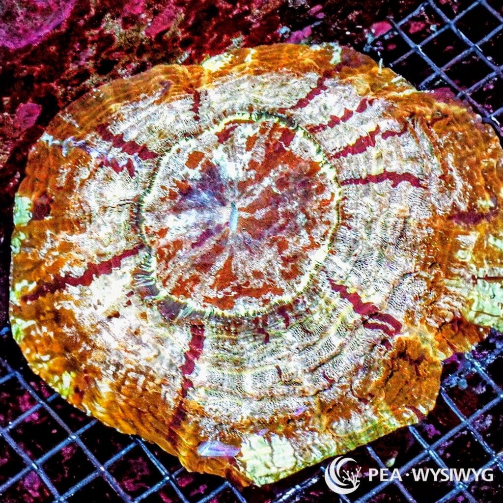 Coral Colony - Acanthophyllia - Frosted Orange (WYSIWYG)