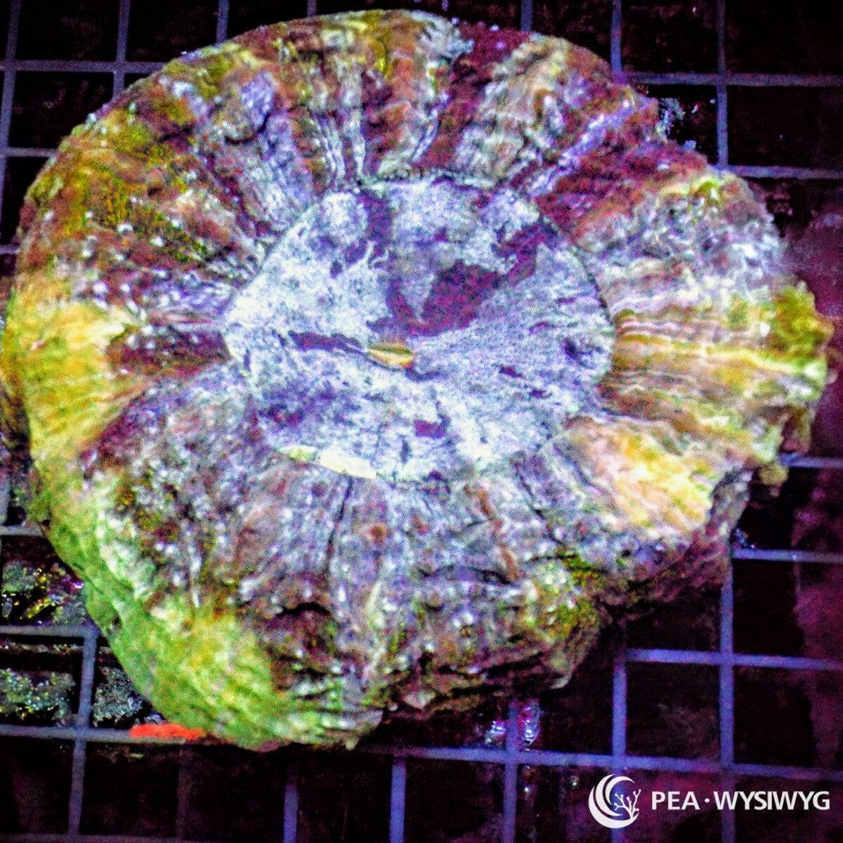 Multicolor Acanthophyllia aquacultured LPS coral with purple, green, gold, and multicolor patterns