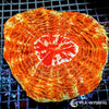 Coral Colony - Acanthophyllia - Orange (WYSIWYG) (Copy)