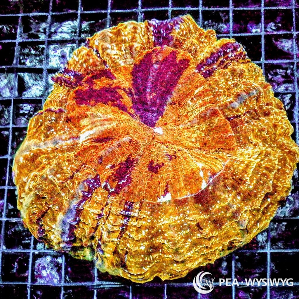 Coral Colony - Acanthophyllia - Orange Purple Striped (WYSIWYG)