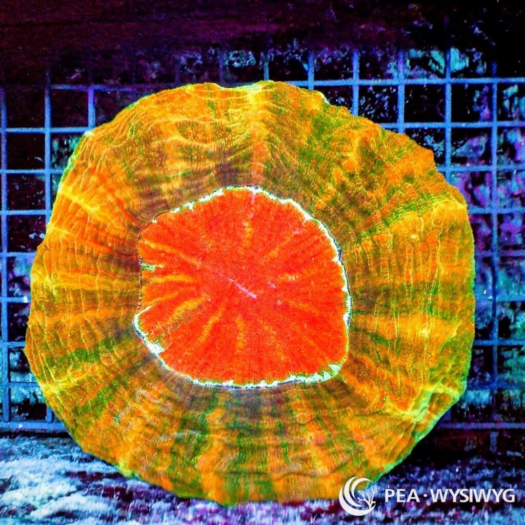Rainbow Orange Red Acanthophyllia aquacultured LPS coral with orange, red, green, and rainbow coloration
