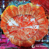 Coral Colony - Acanthophyllia - Burnt Orange (WYSIWYG)