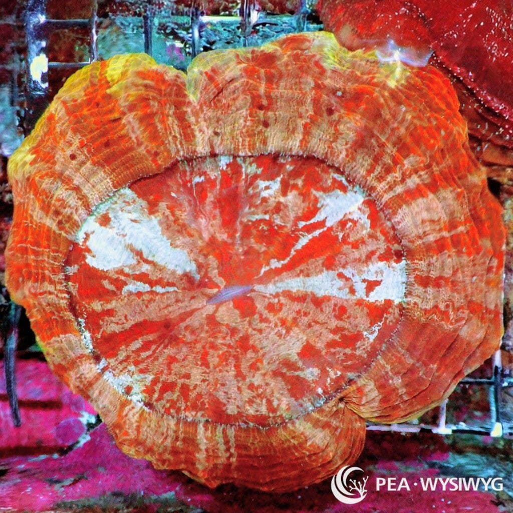 Coral Colony - Acanthophyllia - Burnt Orange (WYSIWYG)