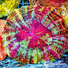 Coral Colony - Acanthophyllia - Red Rainbow (WYSIWYG)