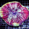 Coral Colony - Acanthophyllia - Yellow Rim Frosted Red WYSIWYG