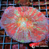 Coral Colony - Australomussa - Rainbow WYSIWYG