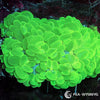 Coral Colony - Bubble - Bright Green (WYSIWYG)
