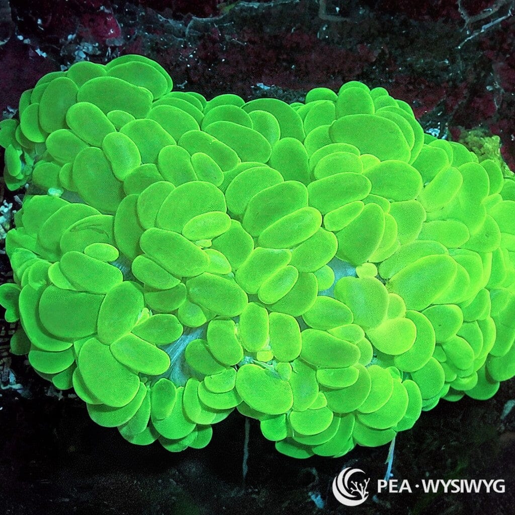 Coral Colony - Bubble - Bright Green (WYSIWYG)
