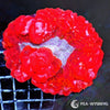 Coral Colony - Cynarina -  Red, Purple Mouth WYSIWYG