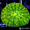 Coral Colony - Cynarina -  Neon Lime WYSIWYG