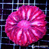 Coral Colony - Cynarina - Red (WYSIWYG)
